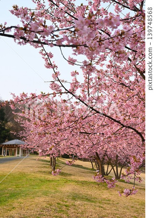 Spring scenery of Kawazu cherry blossom trees (Akiha Ward, Niigata City, Niigata Prefecture) Spring scenery of Kawazu cherry blossom trees (Akiha Ward, Niigata City, Niigata Prefecture) 139748568