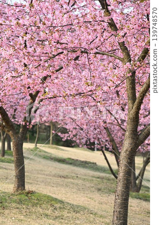 Spring scenery of Kawazu cherry blossom trees (Akiha Ward, Niigata City, Niigata Prefecture) 139748570