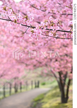 河津櫻花盛開的春日景色（新潟縣新潟市秋葉區） 139748575