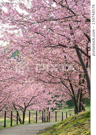 Spring scenery of Kawazu cherry blossom trees (Akiha Ward, Niigata City, Niigata Prefecture) 139748576