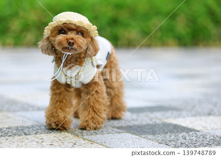 A toy poodle being photographed wearing a straw hat. A toy poodle being photographed wearing a straw hat. 139748789