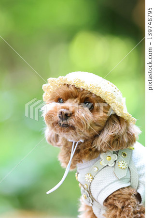 A toy poodle being photographed wearing a straw hat. A toy poodle being photographed wearing a straw hat. 139748795