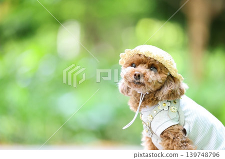 A toy poodle being photographed wearing a straw hat. A toy poodle being photographed wearing a straw hat. 139748796