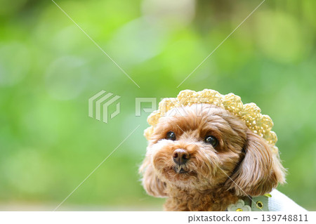 A toy poodle being photographed wearing a straw hat. 139748811