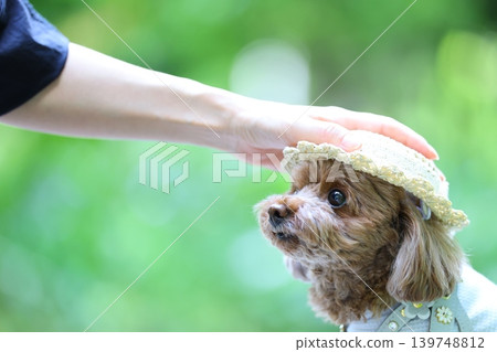 主人證實,這隻玩具貴賓犬戴著一頂草帽。 主人證實,這隻玩具貴賓犬戴著一頂草帽。 139748812