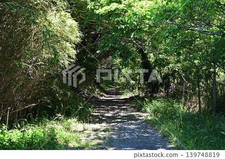 A path like a green tunnel 139748819