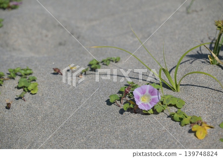 沙灘上盛開著牽牛花 139748824