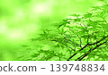 Refreshing fresh green autumn leaves 139748834