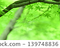 Refreshing fresh green autumn leaves 139748836