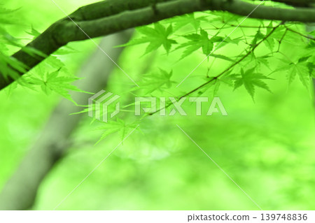 秋葉清新翠綠 秋葉清新翠綠 139748836