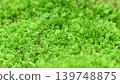 Vibrant green grass 139748875