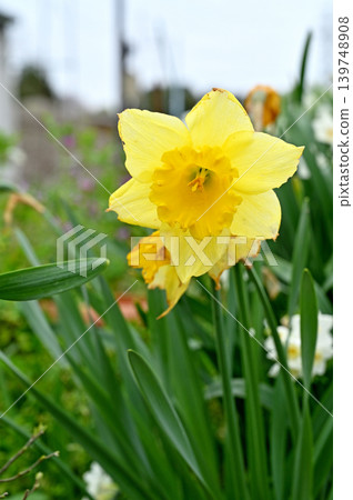 Plant: Trumpet daffodil (Amaryllidaceae family) Plant: Trumpet daffodil (Amaryllidaceae family) 139748908