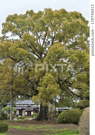 樹:樟樹 樹:樟樹 139748913