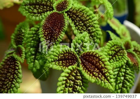 Pilea 'Moon Valley' (Urticaceae family), leaves of the Rosales order. 139749037