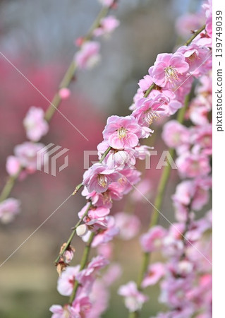 A close-up of the weeping plum tree at Tagami Plum Blossom Park (Tagami Town, Niigata Prefecture) A close-up of the weeping plum tree at Tagami Plum Blossom Park (Tagami Town, Niigata Prefecture) 139749039