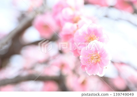 A close-up of the weeping plum tree at Tagami Plum Blossom Park (Tagami Town, Niigata Prefecture) A close-up of the weeping plum tree at Tagami Plum Blossom Park (Tagami Town, Niigata Prefecture) 139749049
