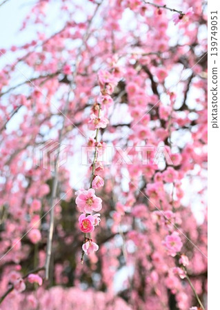 A close-up of the weeping plum tree at Tagami Plum Blossom Park (Tagami Town, Niigata Prefecture) A close-up of the weeping plum tree at Tagami Plum Blossom Park (Tagami Town, Niigata Prefecture) 139749051