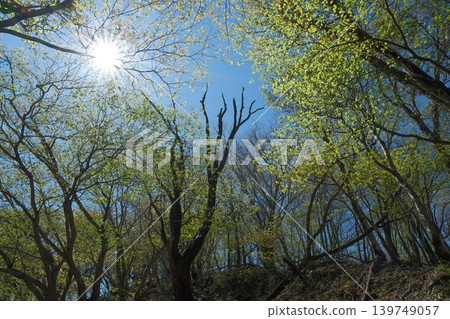 眼前展現出一幅明媚的景象,翠綠的樹葉和陽光透過樹梢灑下斑駁的光影。 眼前展現出一幅明媚的景象,翠綠的樹葉和陽光透過樹梢灑下斑駁的光影。 139749057
