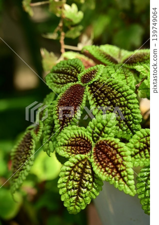 冬青屬植物「月谷」（蕁麻科），薔薇目植物的葉子。 139749064