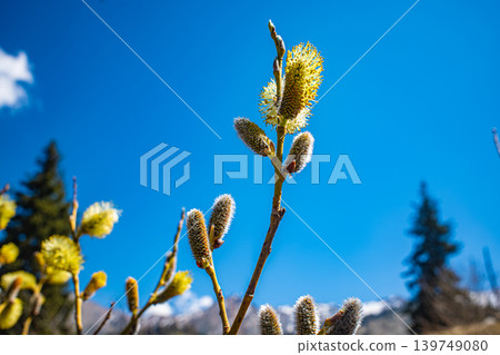 Willow catkin buds blooming on branch against clear blue sky 139749080