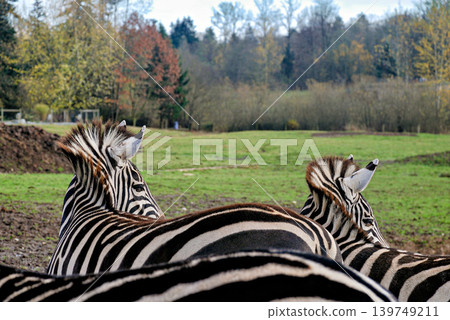 Close-Up Profile of two Zebras Looking Away in an Open Grass Field Outdoors Close-Up Profile of two Zebras Looking Away in an Open Grass Field Outdoors 139749211