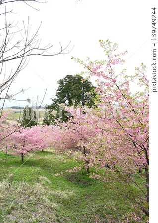 石瀨河津櫻花（新潟縣新潟市西蒲區岩室） 139749244