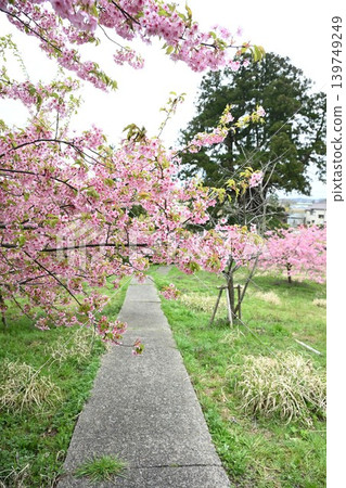 Kawazu cherry blossoms in Ishise (Iwamuro, Nishikan-ku, Niigata City, Niigata Prefecture) Kawazu cherry blossoms in Ishise (Iwamuro, Nishikan-ku, Niigata City, Niigata Prefecture) 139749249