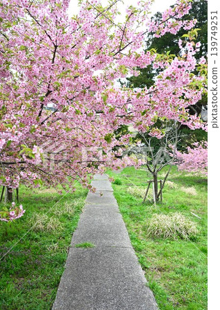 Kawazu cherry blossoms in Ishise (Iwamuro, Nishikan-ku, Niigata City, Niigata Prefecture) Kawazu cherry blossoms in Ishise (Iwamuro, Nishikan-ku, Niigata City, Niigata Prefecture) 139749251