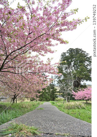 石瀨河津櫻花（新潟縣新潟市西蒲區岩室） 139749252