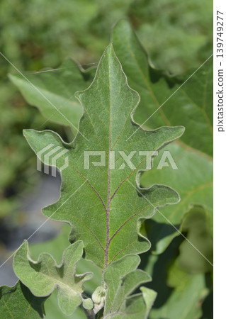 Aubergine leaves Aubergine leaves 139749277
