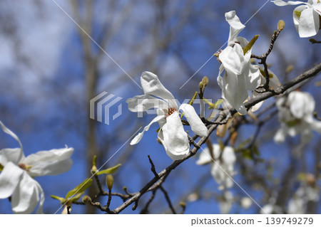 Kobus magnolia Kobus magnolia 139749279
