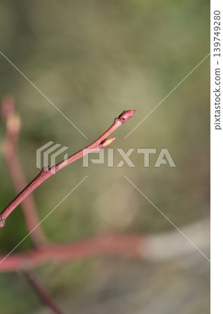 Highbush blueberry Highbush blueberry 139749280