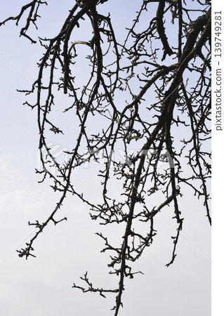 Pear tree Pear tree 139749281