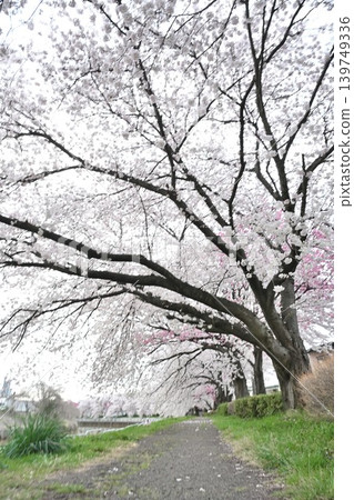 東名櫻花公園（新潟縣新潟市）的櫻花樹 139749336
