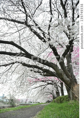 Cherry blossom trees in Tōmei Sakura Park (Niigata City, Niigata Prefecture) Cherry blossom trees in Tōmei Sakura Park (Niigata City, Niigata Prefecture) 139749338