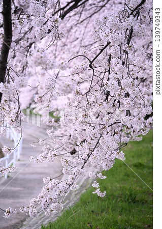 Cherry blossom trees in Tōmei Sakura Park (Niigata City, Niigata Prefecture) Cherry blossom trees in Tōmei Sakura Park (Niigata City, Niigata Prefecture) 139749343