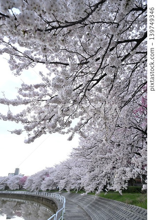 Cherry blossom trees in Tōmei Sakura Park (Niigata City, Niigata Prefecture) 139749346