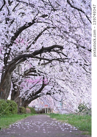 Cherry blossom trees in Tōmei Sakura Park (Niigata City, Niigata Prefecture) 139749347