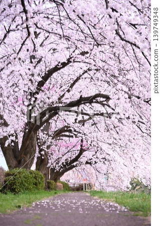 東名櫻花公園（新潟縣新潟市）的櫻花樹 139749348