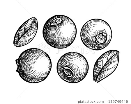Lingonberry. Hand-drawn ink sketch of cowberry. Lingonberry. Hand-drawn ink sketch of cowberry. 139749446