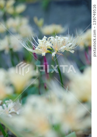 白色甘草秋季圖片素材 139749516