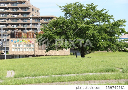 A lawn and a single tree in Myoden Park in early summer (Ichikawa City, Chiba Prefecture) 139749681