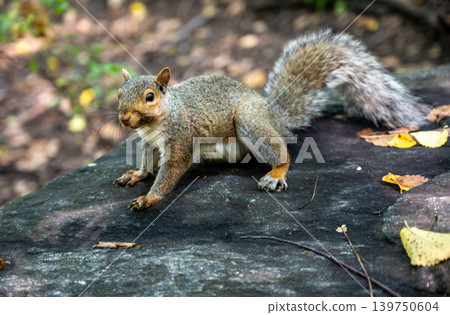 New york, usa august 18,2024. Eastern grey squirrel with fluffy tail captured candidly on a rock, actively searching for food in new york's central park 139750604