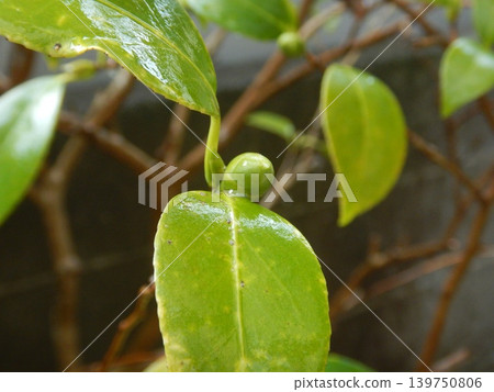 Camellia buds and leaves Camellia buds and leaves 139750806