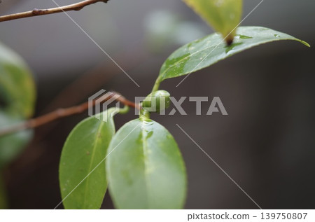 Camellia buds and leaves Camellia buds and leaves 139750807