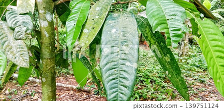 Large green mango leaves growing in the garden 139751124