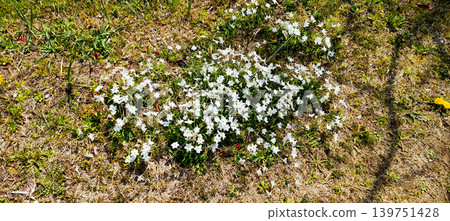 Texture material of Ipheion uniflorum growing in clusters on a dry grassy ground. 139751428