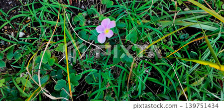 Texture material of pink wildflowers blooming in a green field of grass 139751434