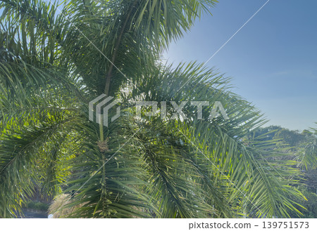 Palm trees sway in bright sunlight with clear blue sky above Palm trees sway in bright sunlight with clear blue sky above 139751573
