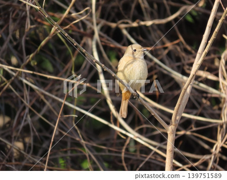 A female Daurian Redstart perched on a branch. A female Daurian Redstart perched on a branch. 139751589
